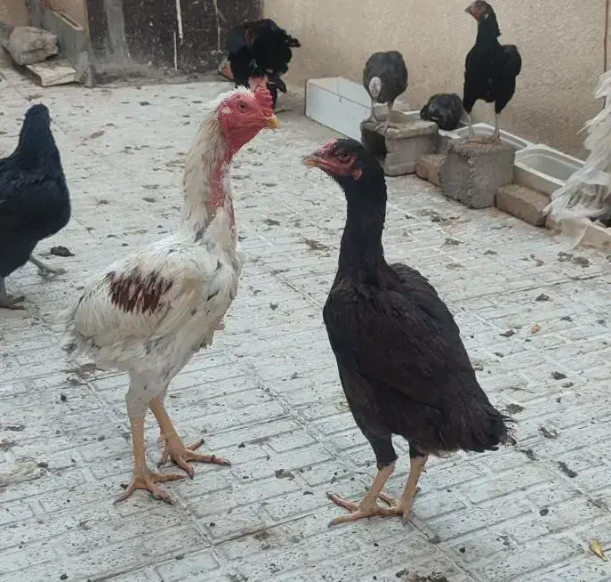 مرغ تخم گذار جوجه تخم مرغ نطفه دار|حیوانات مزرعه|رباطکریم, رباطکریم|دیوار