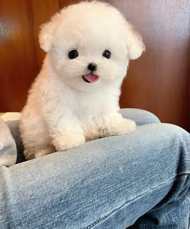 مالتیز سایز ریز|سگ|آستانه اشرفیه, |دیوار