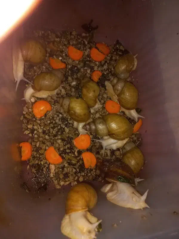 حلزون آلبینو|خزنده|قزوین, |دیوار