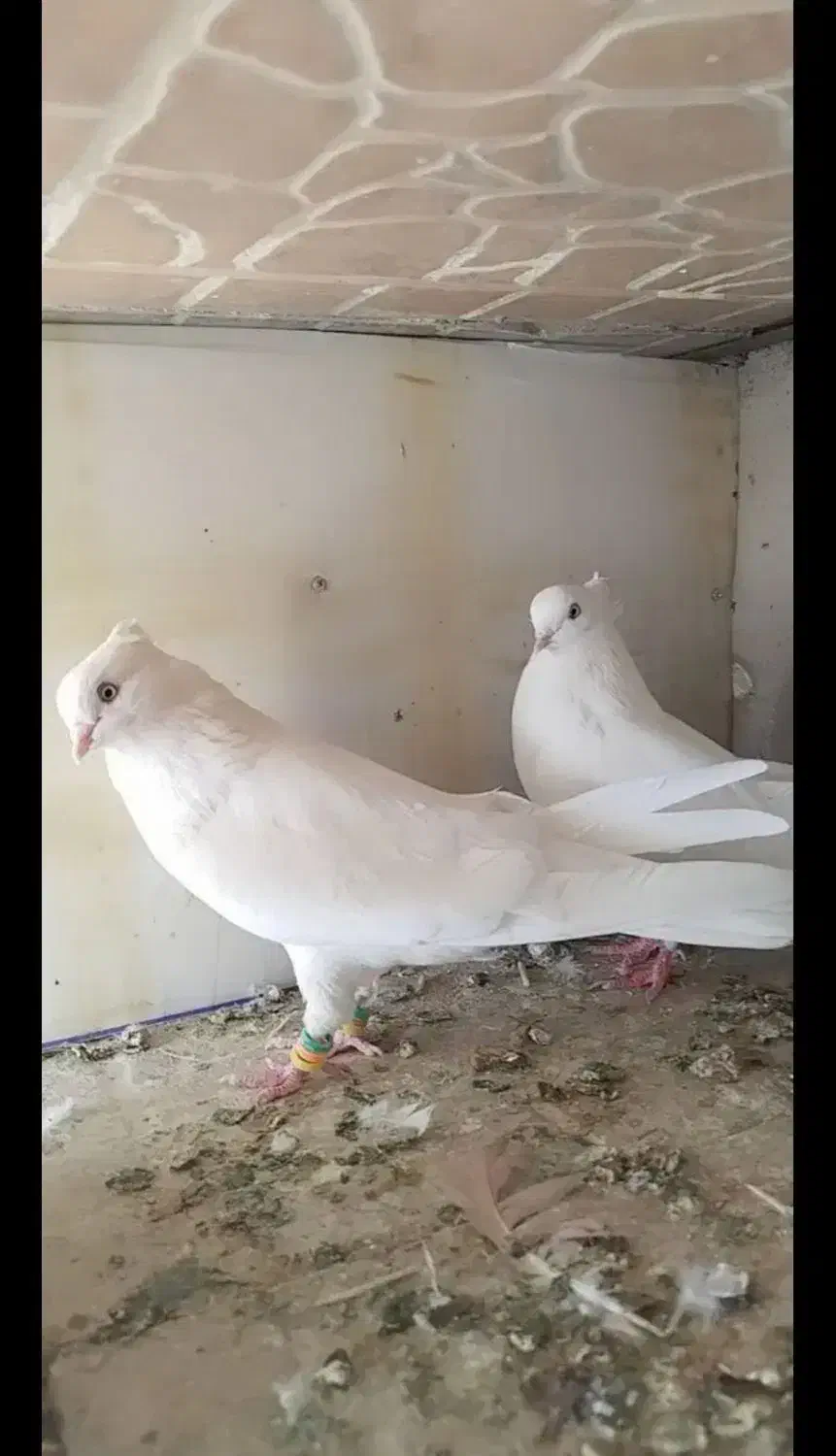 سفید اراکی|پرنده|اقلید, |دیوار