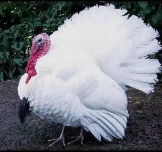 بوقلمون نر جوان کاملا ارگانیک و طبیعی|حیوانات مزرعه|خمام, |دیوار