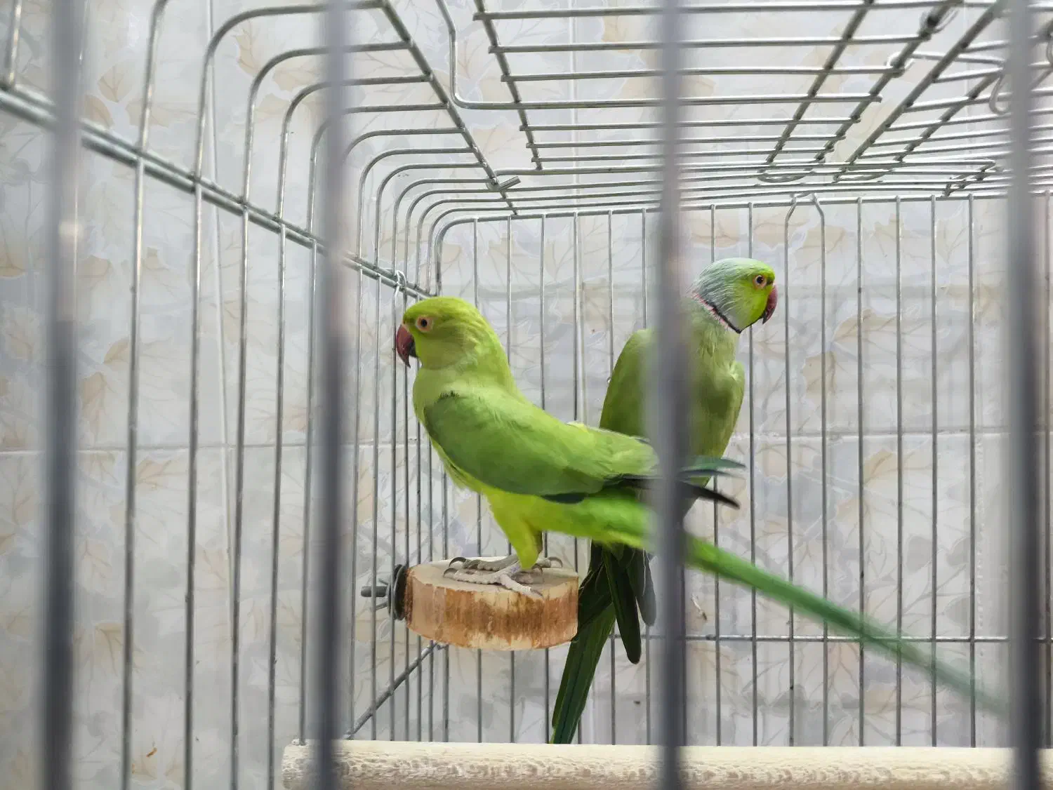 جفت ملنگو|پرنده|قم, بنیاد|دیوار