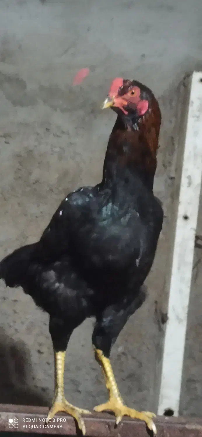 خروس لاری|حیوانات مزرعه|دهج, |دیوار