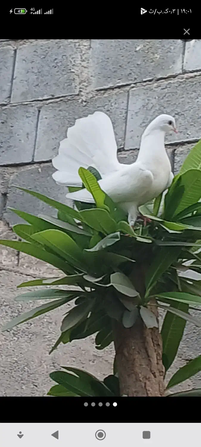 کفتر دوم چتری جفت یک ملیون|پرنده|رودان, |دیوار