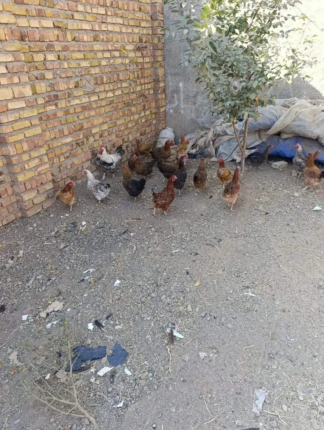 22عدد مرغ 1عدد خروس|حیوانات مزرعه|محمدیه-قزوین, |دیوار