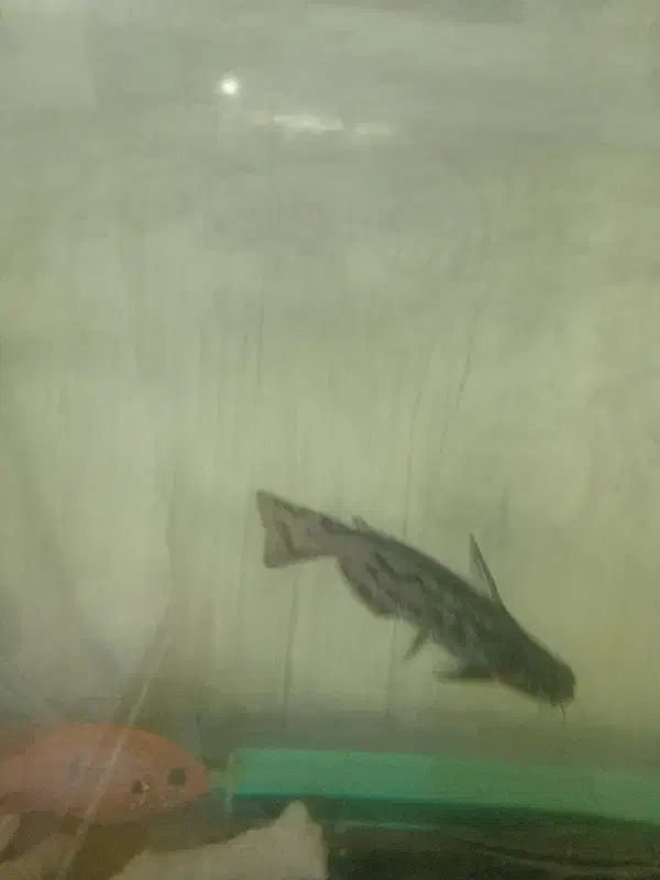 فروش و یا تعویض ماهی. گرین ترور و کت درختی|ماهی|فلاورجان, |دیوار