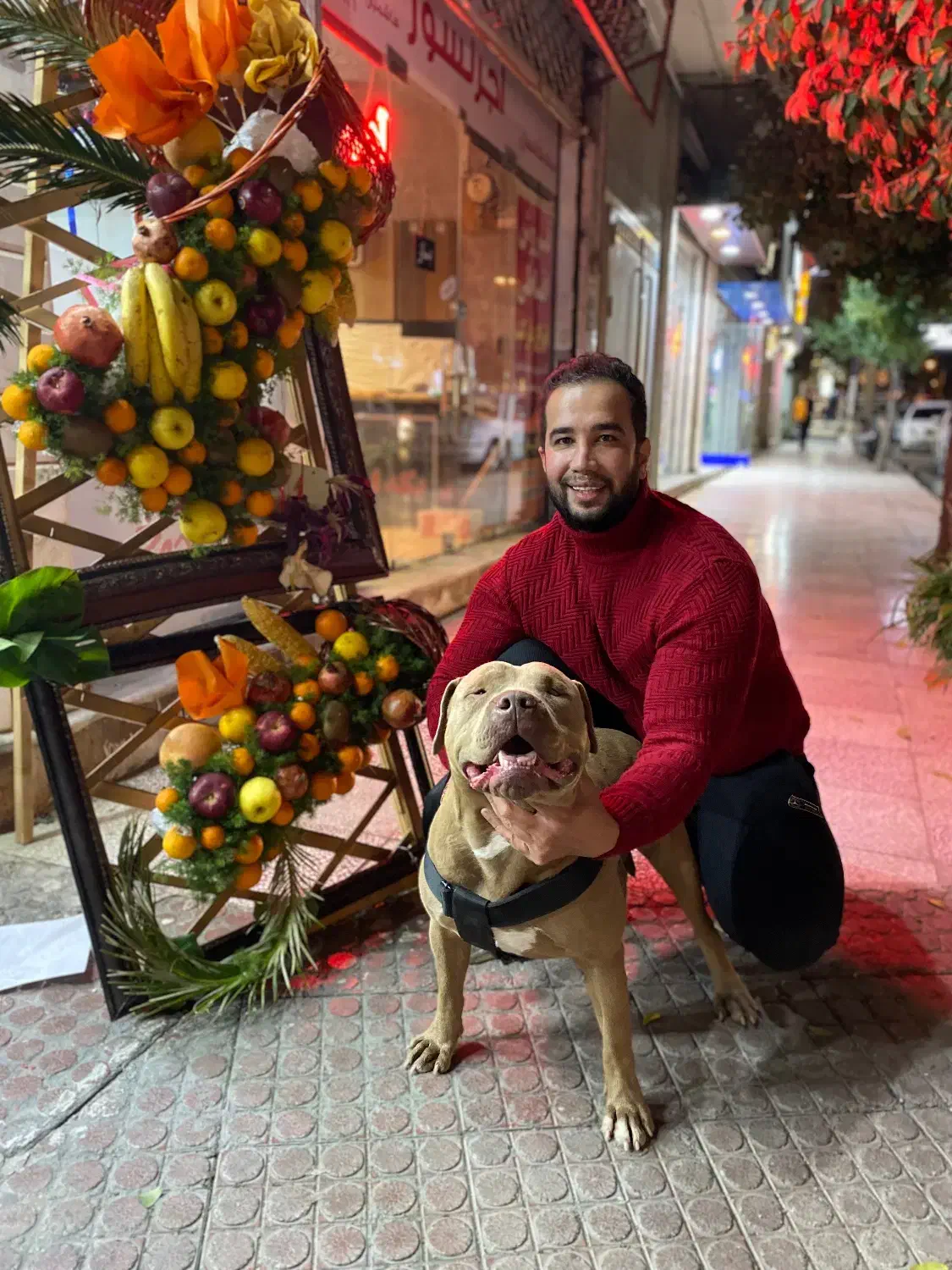 پیتبول سگ نگهبان|سگ|گنبد کاووس, |دیوار