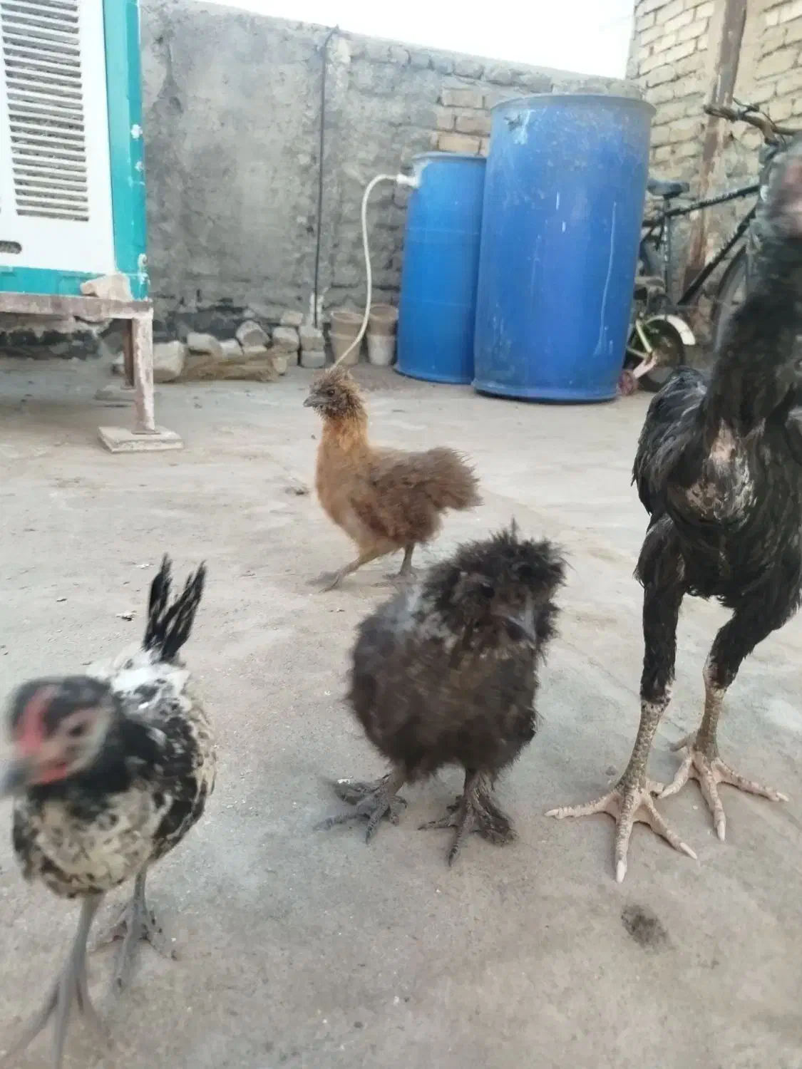 مرغ و خروس|حیوانات مزرعه|مشهد, کریم آباد|دیوار