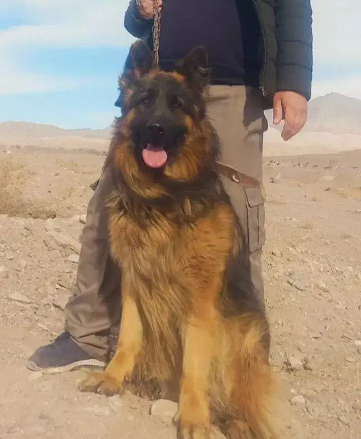 ژرمن موبلند نر|سگ|بردسیر, |دیوار