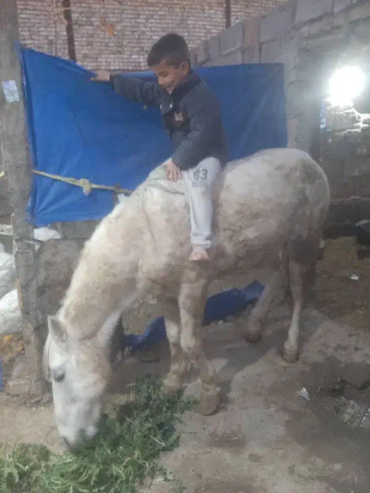 اسب نرینه|اسب و تجهیزات اسبسواری|تربتحیدریه, ترمینال|دیوار