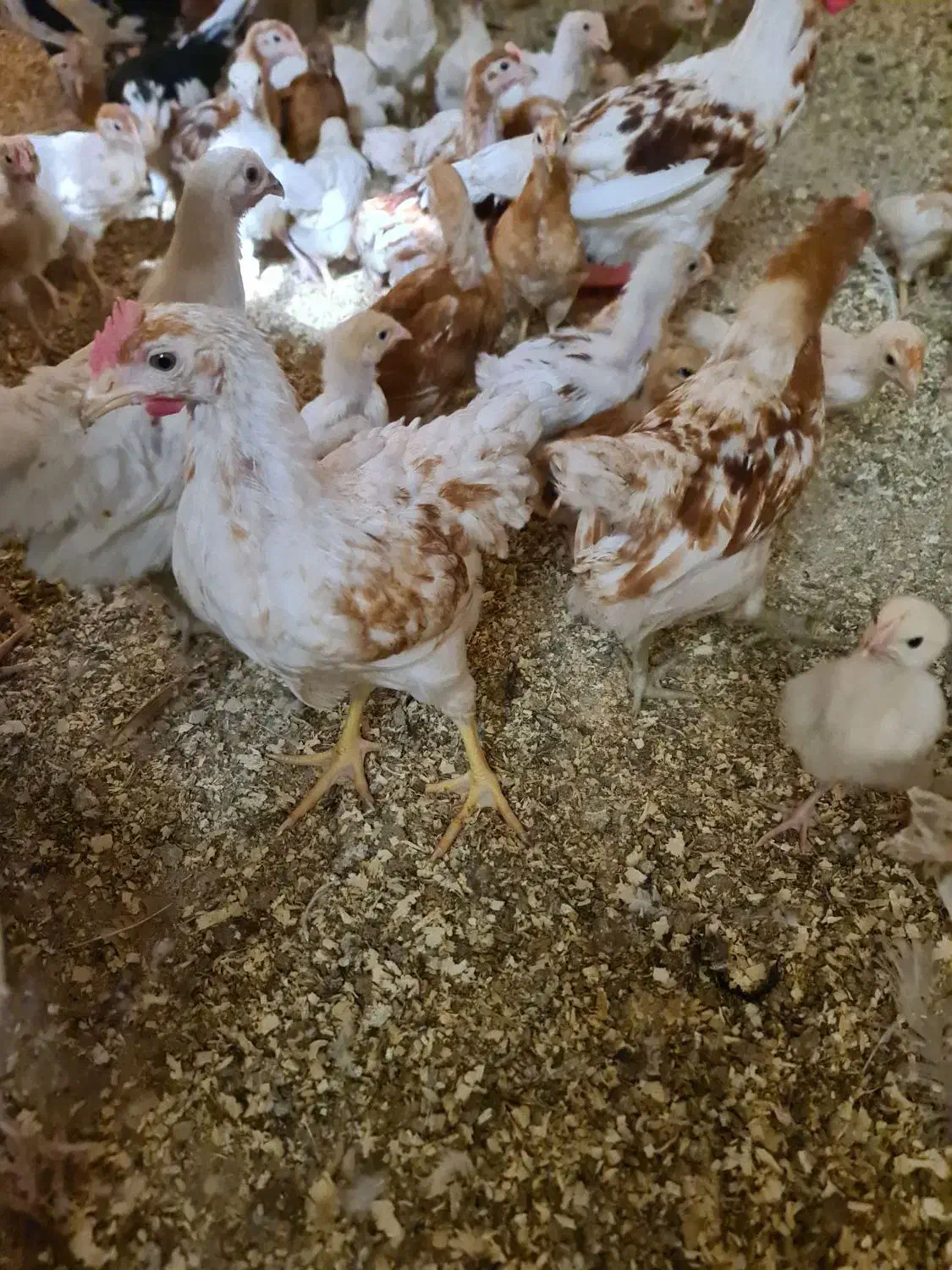 جوجه لوهمن اصیل ۱ روزه|حیوانات مزرعه|کرج, خرمدشت|دیوار