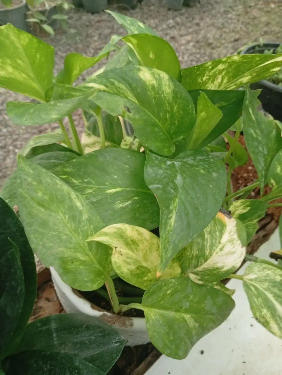 گل‌های آپارتمانی بدلیل جمع کردن گلخانه|گل و گیاه طبیعی|لاهیجان, جمهوری|دیوار