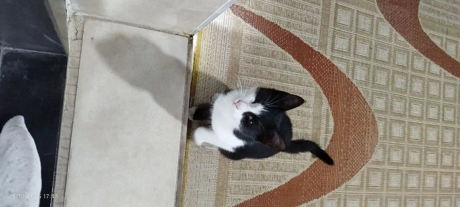 گربه دستی|گربه|گنبد کاووس, |دیوار