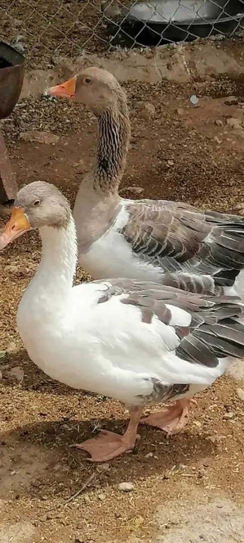 فروش غار و مرغ محلی|حیوانات مزرعه|داراب, |دیوار