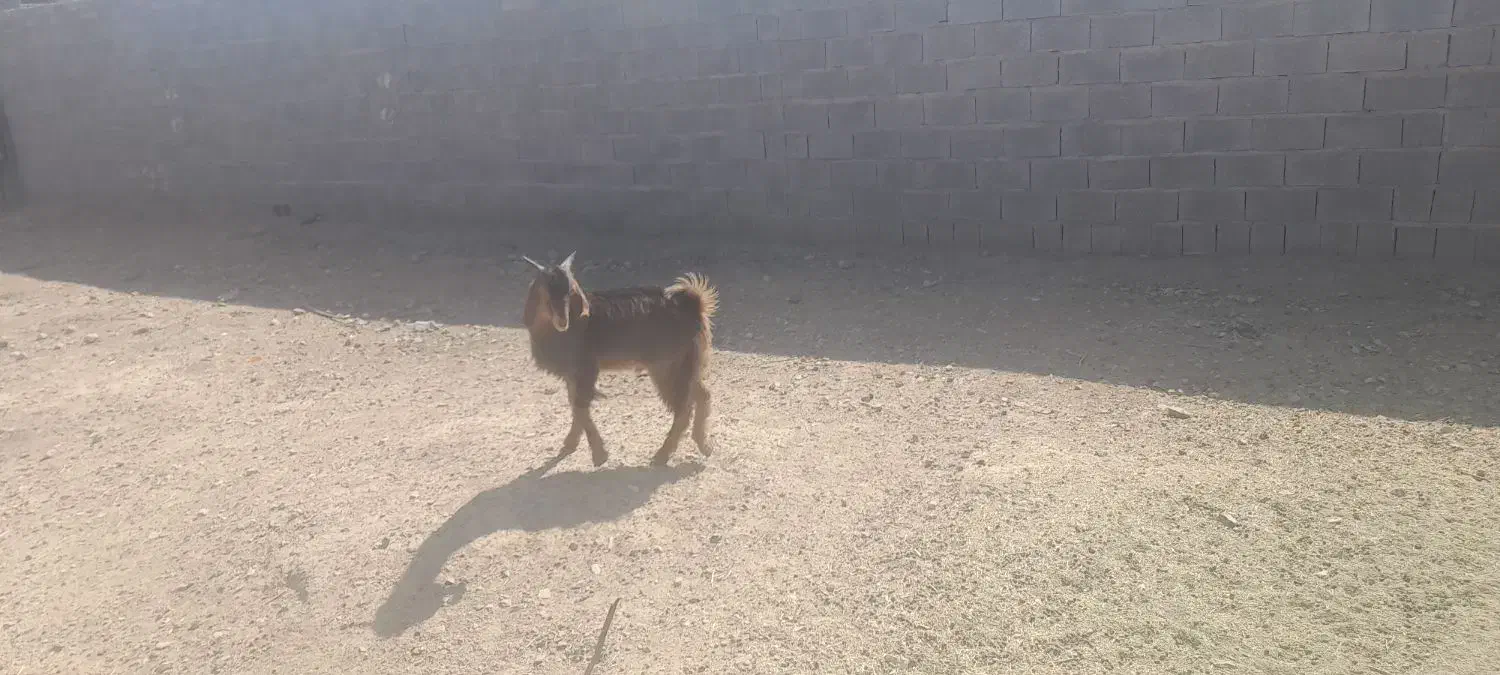 کهره نر|حیوانات مزرعه|داراب, |دیوار