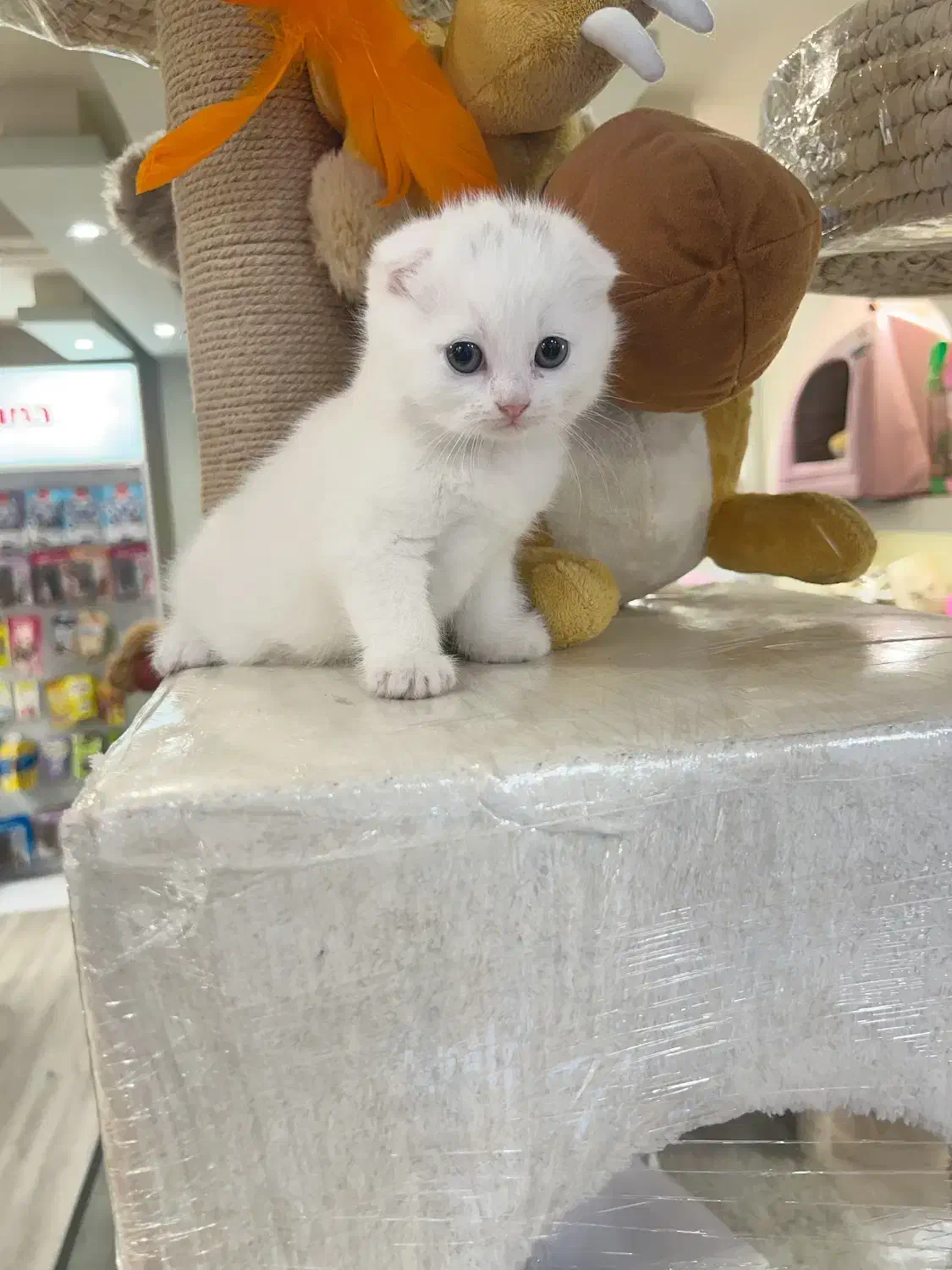 اسکاتیش سفید اصل|گربه|رشت, دیلمان|دیوار