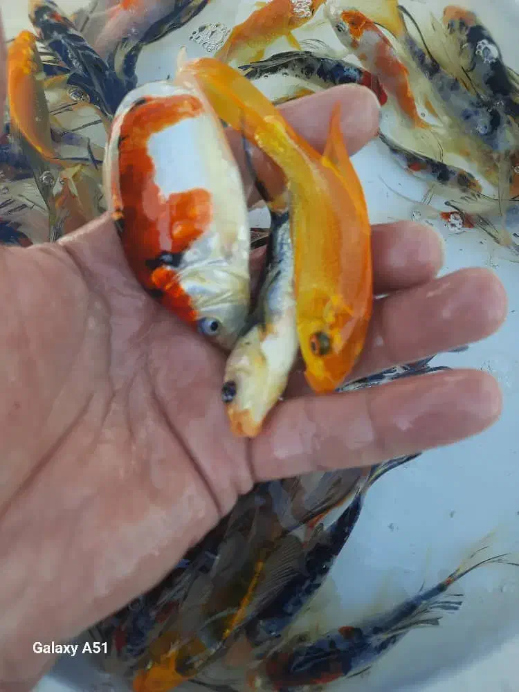 کارگر جهت کار در بلوک زنی و شیلات|استخدام معماری، عمران و ساختمانی|فولادشهر, مدیسه|دیوار