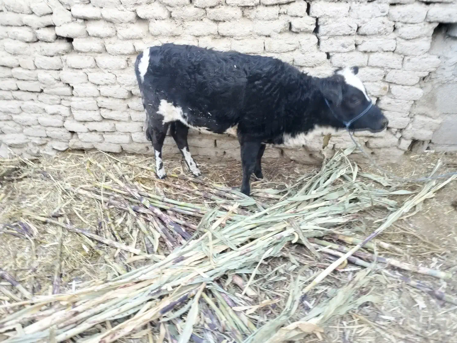 گوساله ماده معاوضه با گوساله نر|حیوانات مزرعه|سراوان, |دیوار