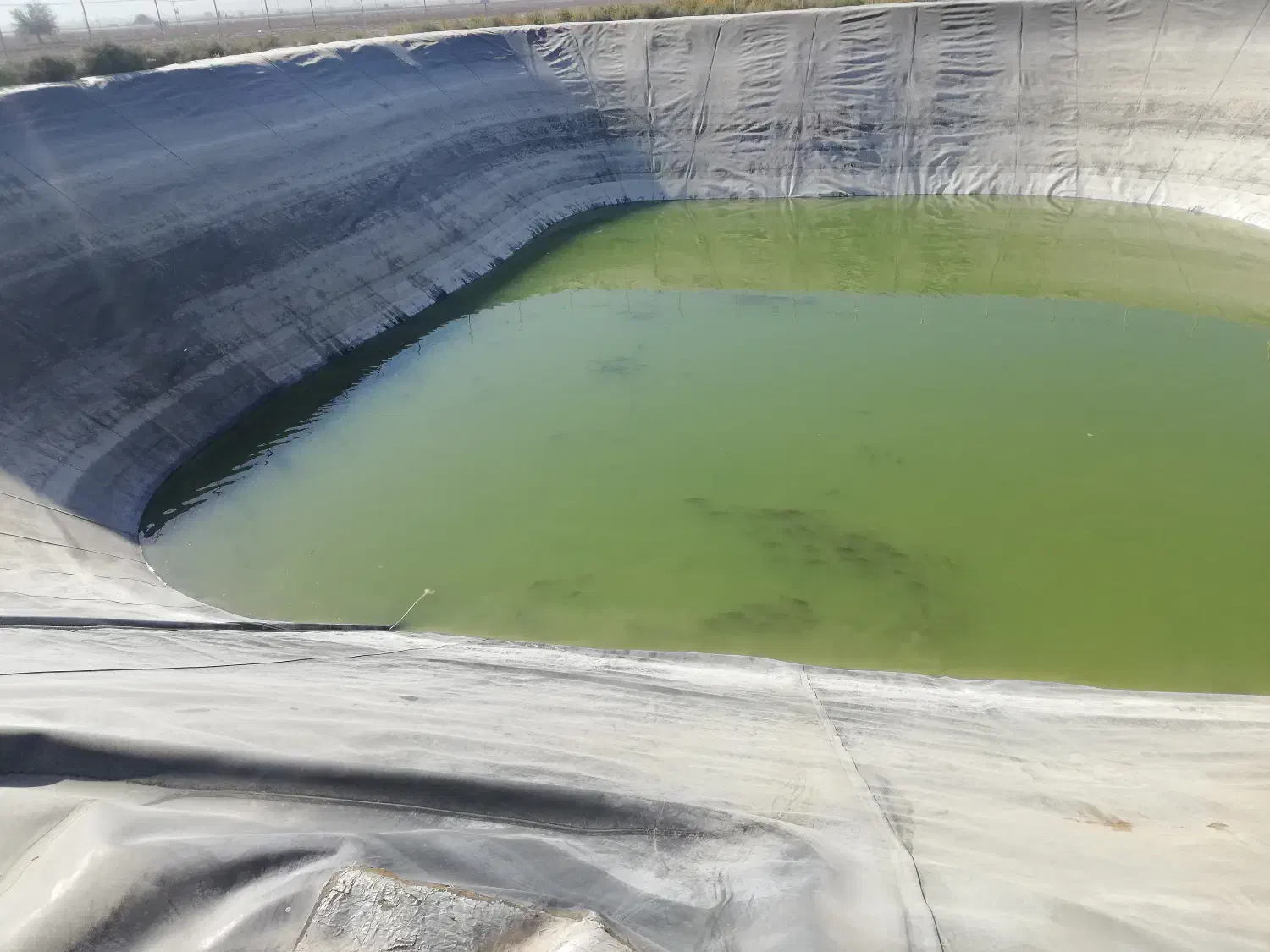 فروش ماهی کپور و آمور در استخر کشاورزی جهت طبخ|ماهی|ششده و قره بلاغ, |دیوار