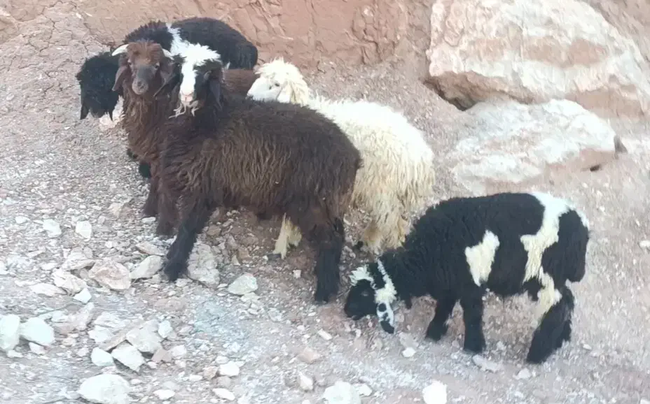 بره ۴ نر یک ماده|حیوانات مزرعه|مسجد سلیمان, |دیوار