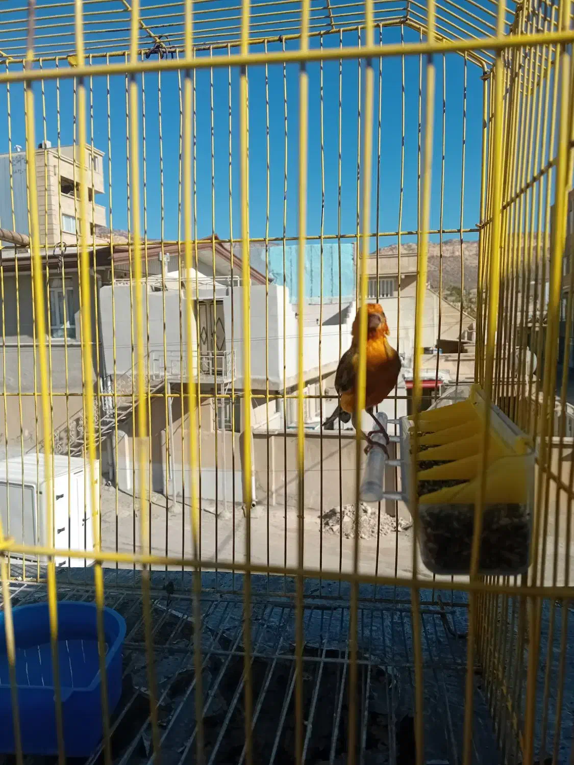 سهره قناری قرمز سالمو سرحال|پرنده|ایلام, |دیوار