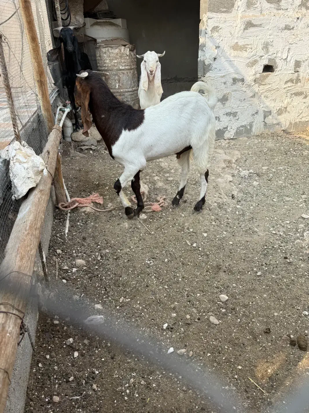 بز ، پازن|حیوانات مزرعه|بندر کنگان, |دیوار