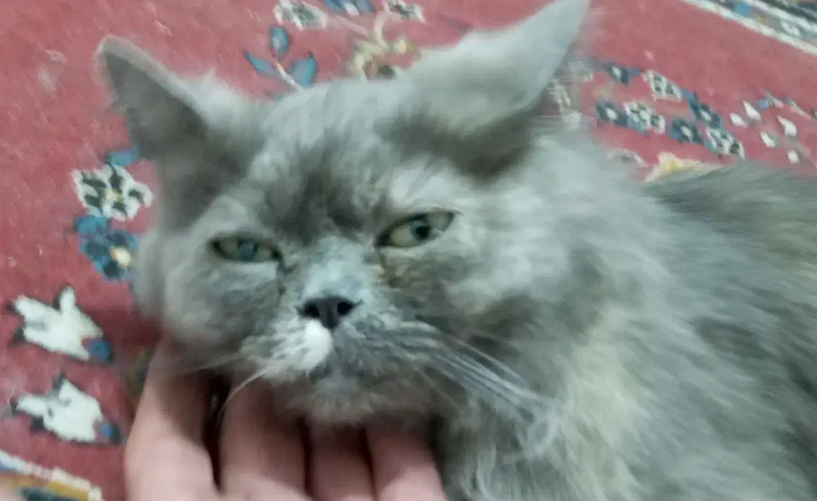 گربه گم شده|گربه|محمدیه-قزوین, |دیوار