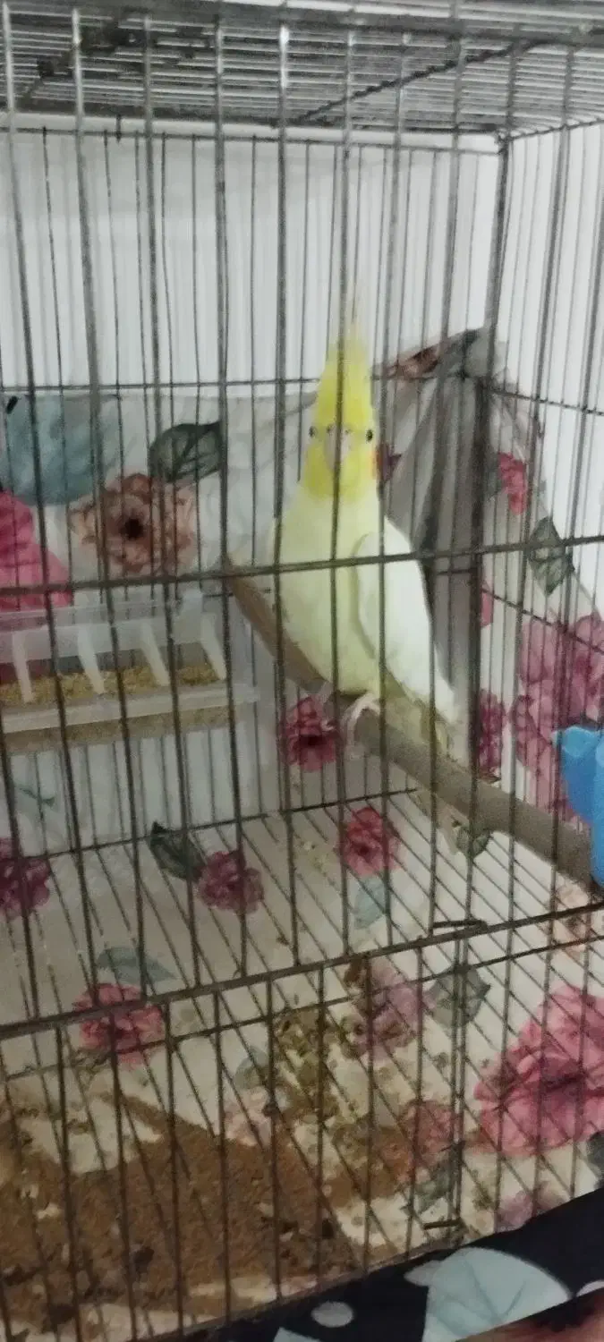 عروس هلندی نر|پرنده|رومشکان, |دیوار