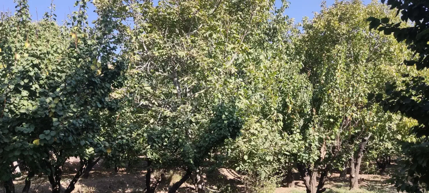 باغ روستای قلعه اقا بخش لنجان|فروش دفتر صنعتی، کشاورزی، تجاری|باغ بهادران, |دیوار