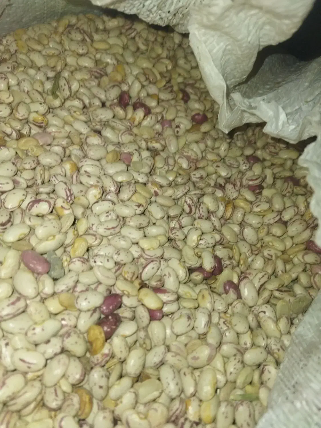 لوبیا چیتی  370 چینی و قاطی پاتی نیست|حراج|قم, شهرک قدس|دیوار