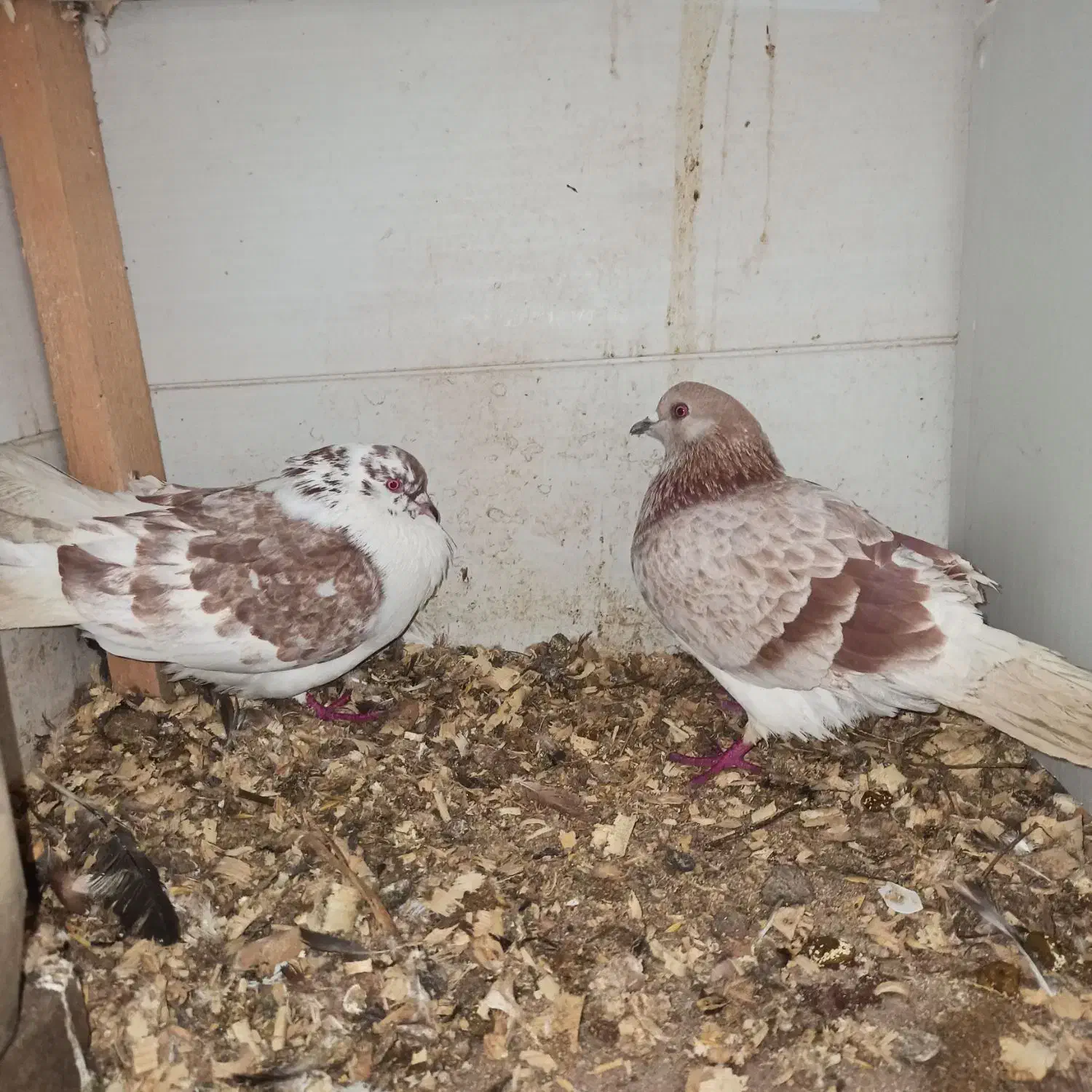 کبوتر|پرنده|لاهیجان, بازکیاگوراب|دیوار