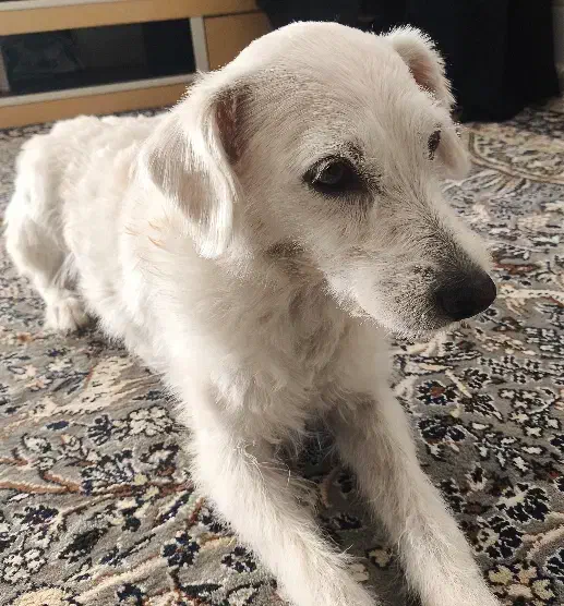 سگ ماده|سگ|اصفهان, ملک‌شهر|دیوار