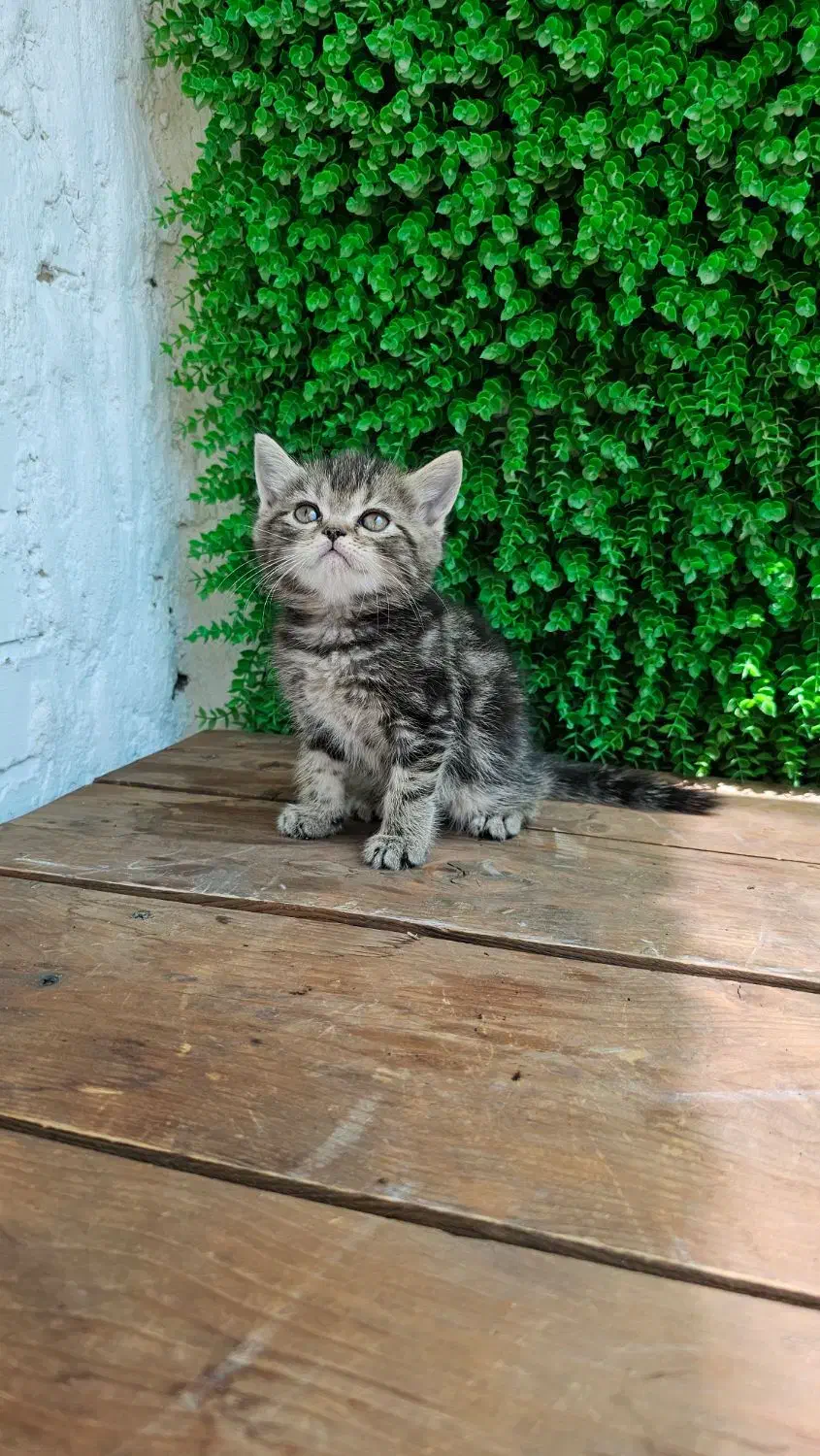 توله گربه اسکاتلندی|گربه|تبریز, |دیوار