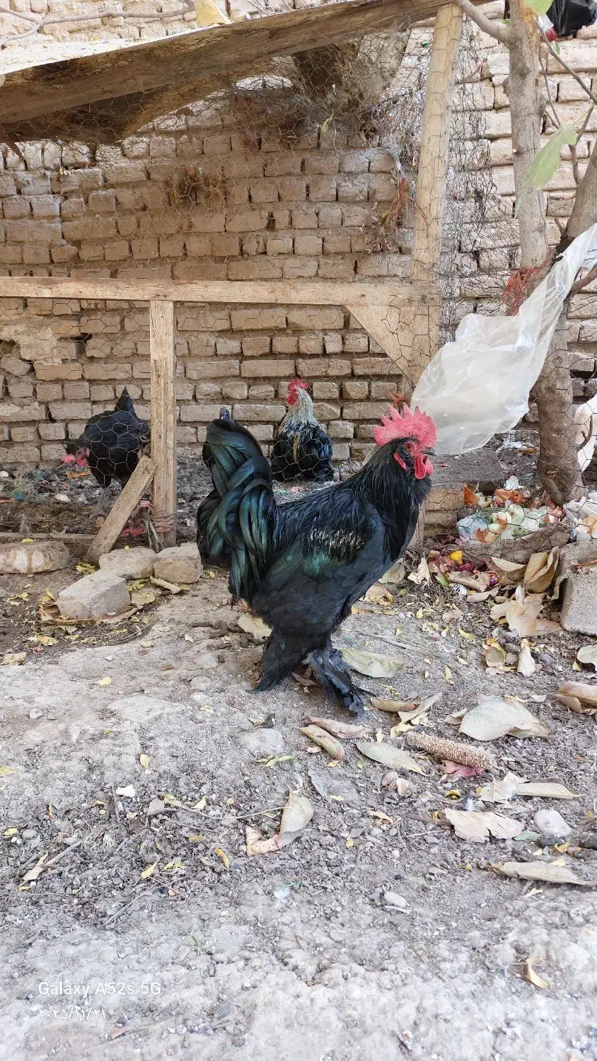 خروس پا پر مشکی|حیوانات مزرعه|پاکدشت, پاکدشت (مامازند)|دیوار