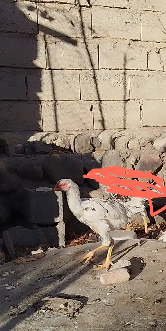 خروس لاری|حیوانات مزرعه|مشگین شهر, |دیوار