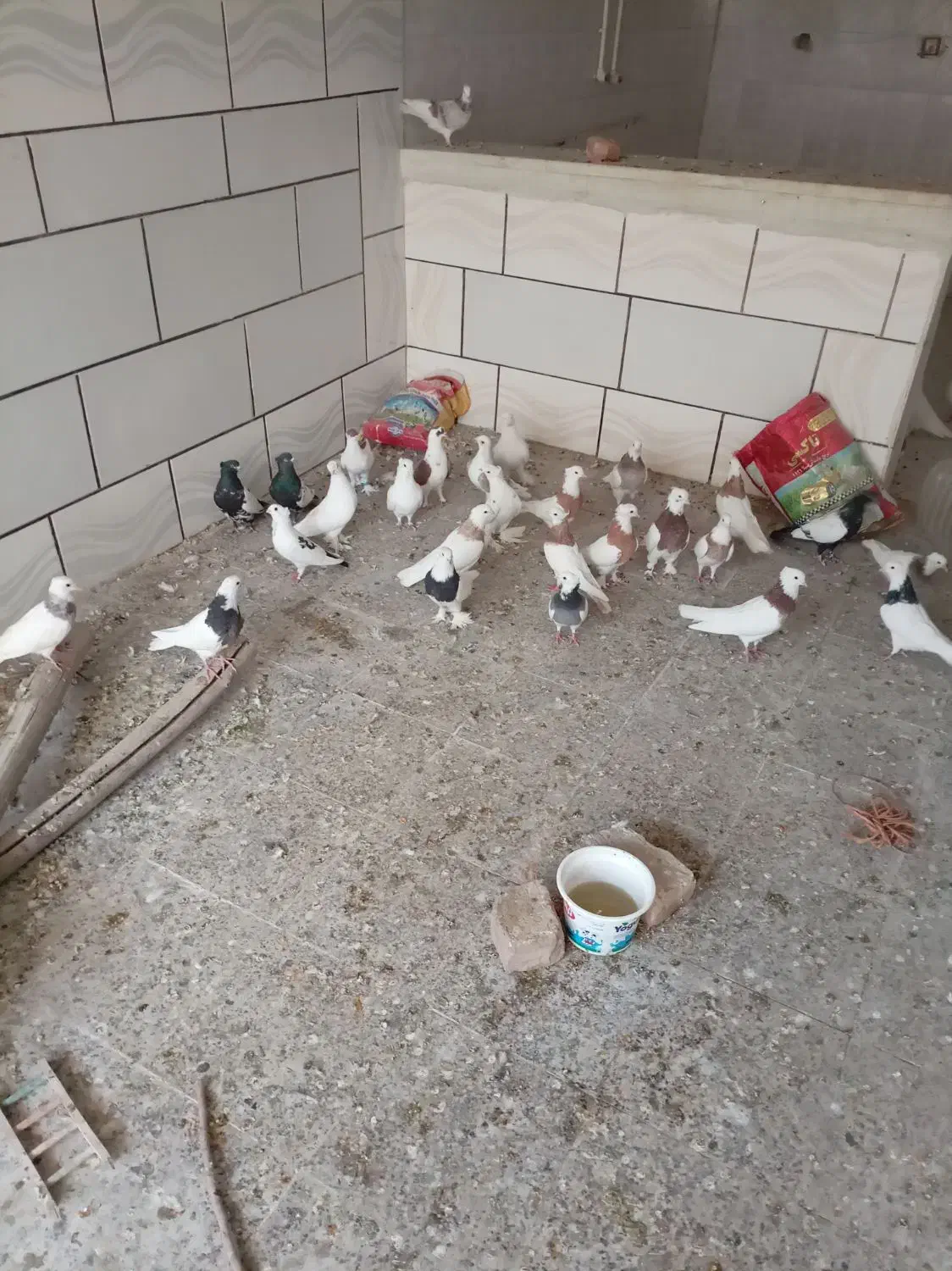 کبوتر طوقی.|پرنده|خمینیشهر, |دیوار