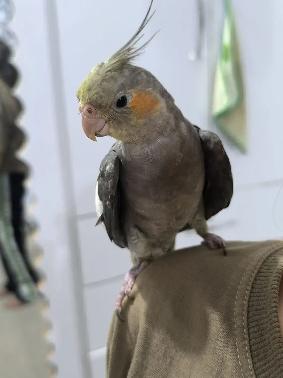 دروازه گم شده.عروس هلندی|حیوانات|شوشتر, |دیوار