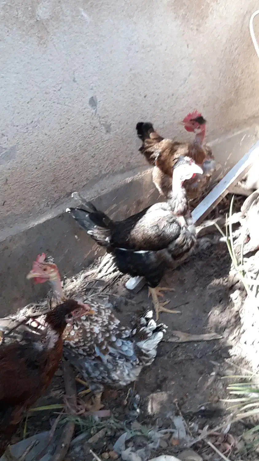 مرغ گردن لخت تخم گذار|حیوانات مزرعه|اهواز, شریعتی جنوبی|دیوار