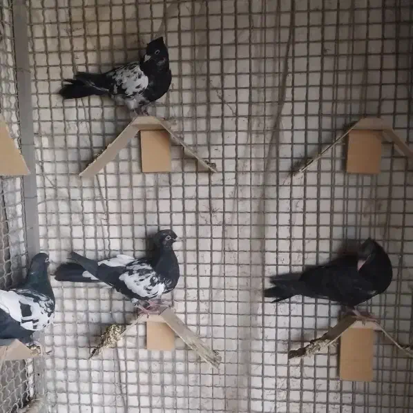 ۴عدد جوجه و نر سرسیا سینه سیا معاوضه با پلنگ|پرنده|زرند, |دیوار