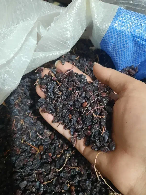 زرشک سیاه کوهی کلی عمده|خوردنی و آشامیدنی|تهران, مخصوص|دیوار