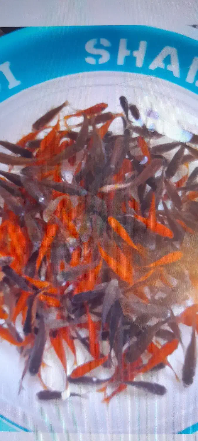 ماهی عید|ماهی|مشگین شهر, |دیوار