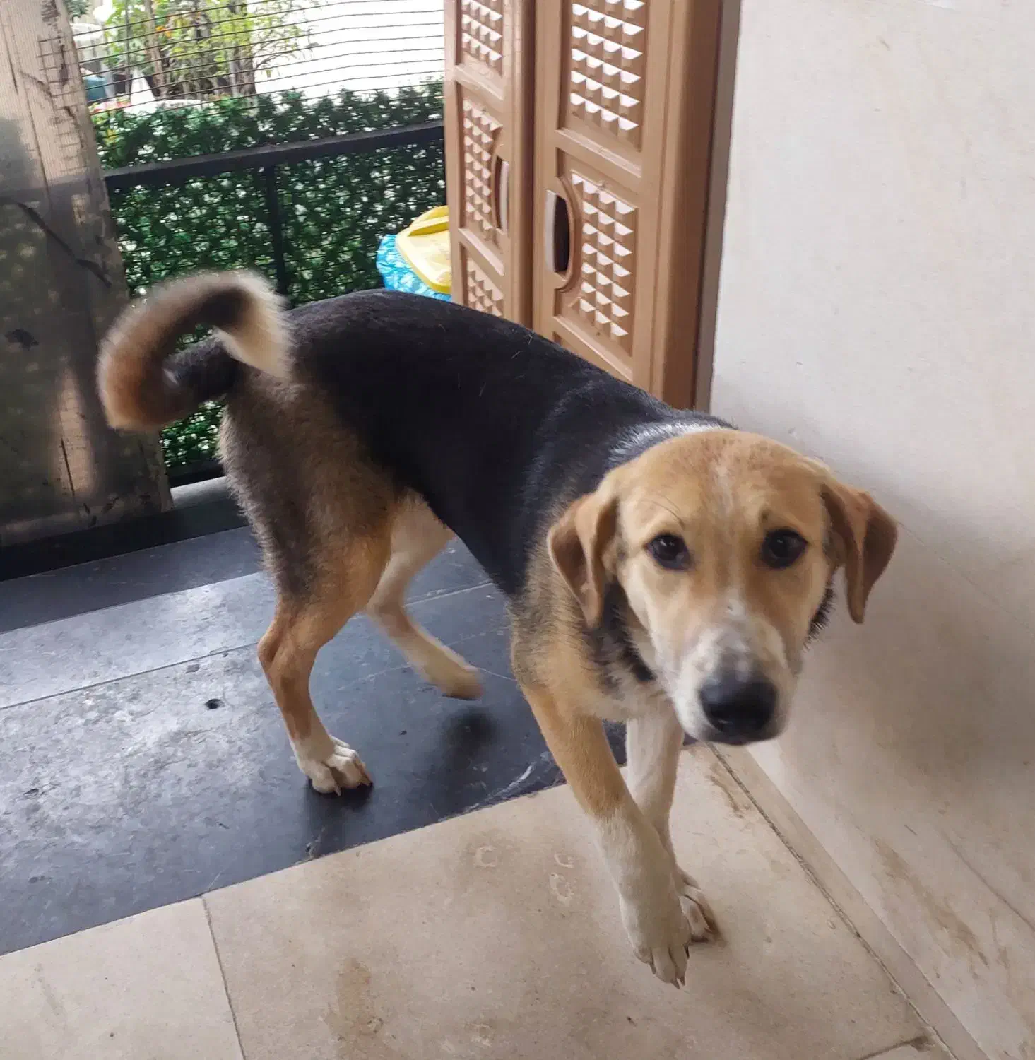 واگذاری سگ|سگ|آمل, |دیوار