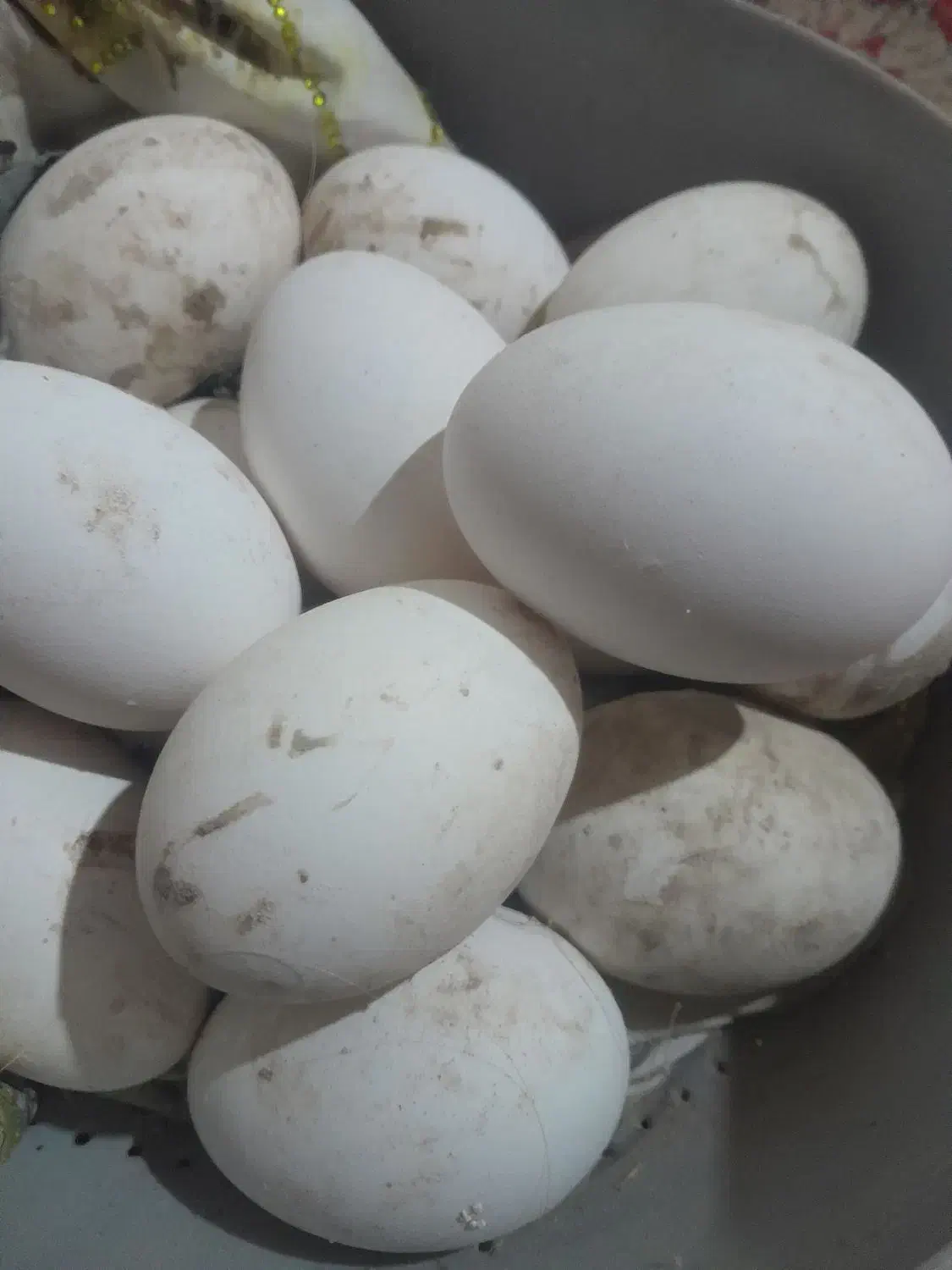 تخم غاز|حیوانات مزرعه|زابل, |دیوار