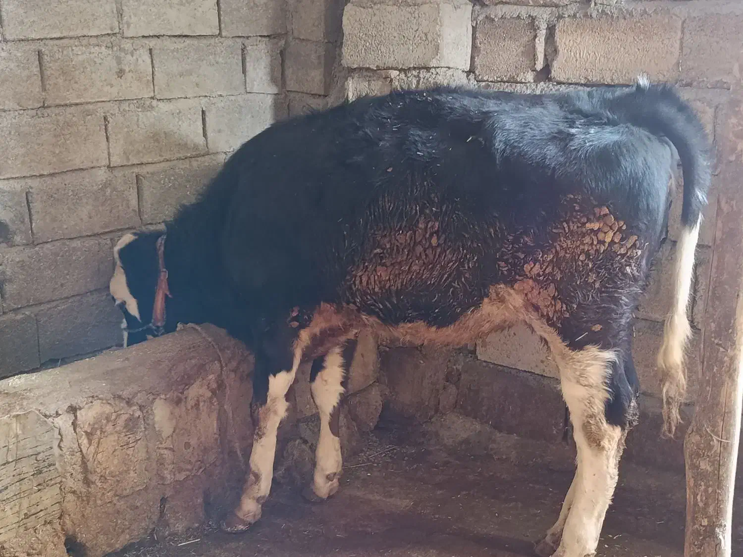 گوساله|حیوانات مزرعه|چرداول, |دیوار