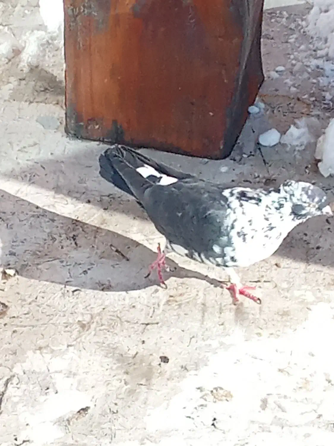 کبوتر گمشده|حیوانات|تبریز, |دیوار