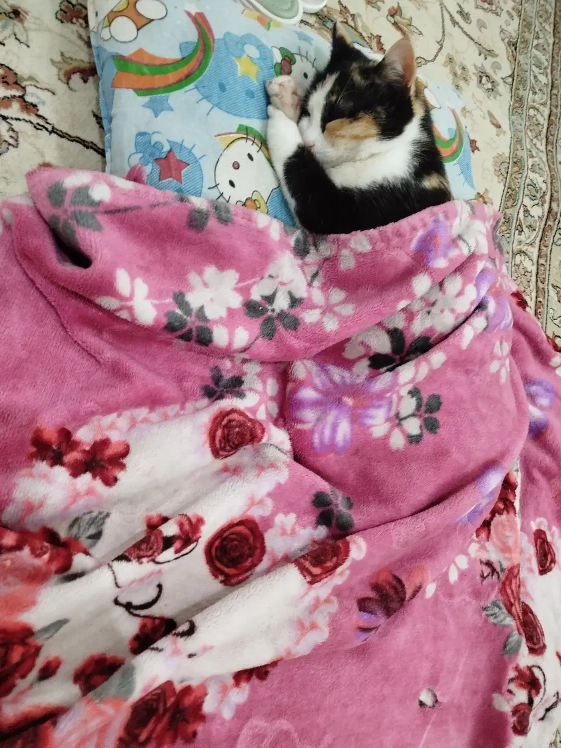 واگذاری گربه|گربه|آستانه اشرفیه, |دیوار