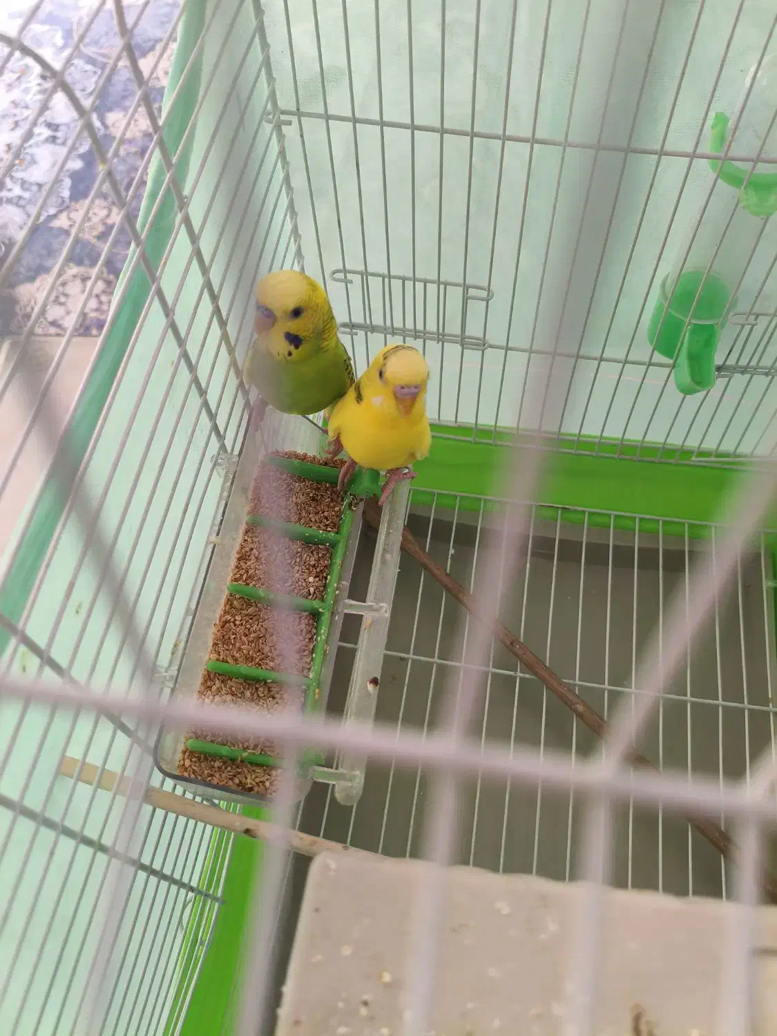 مرغ عشق|پرنده|گرمدره, |دیوار