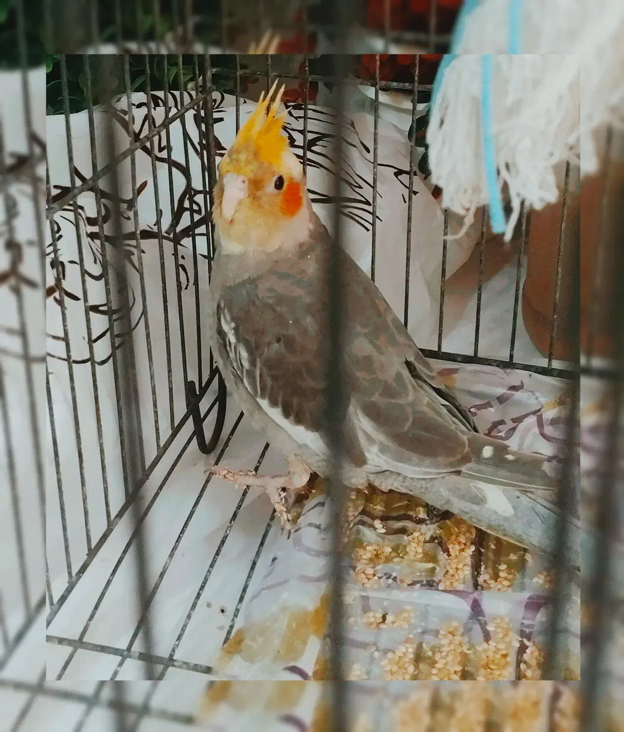 عروس هلندی شیطون و بازیگوش|پرنده|اسلامشهر, شهرک سعیدیه|دیوار