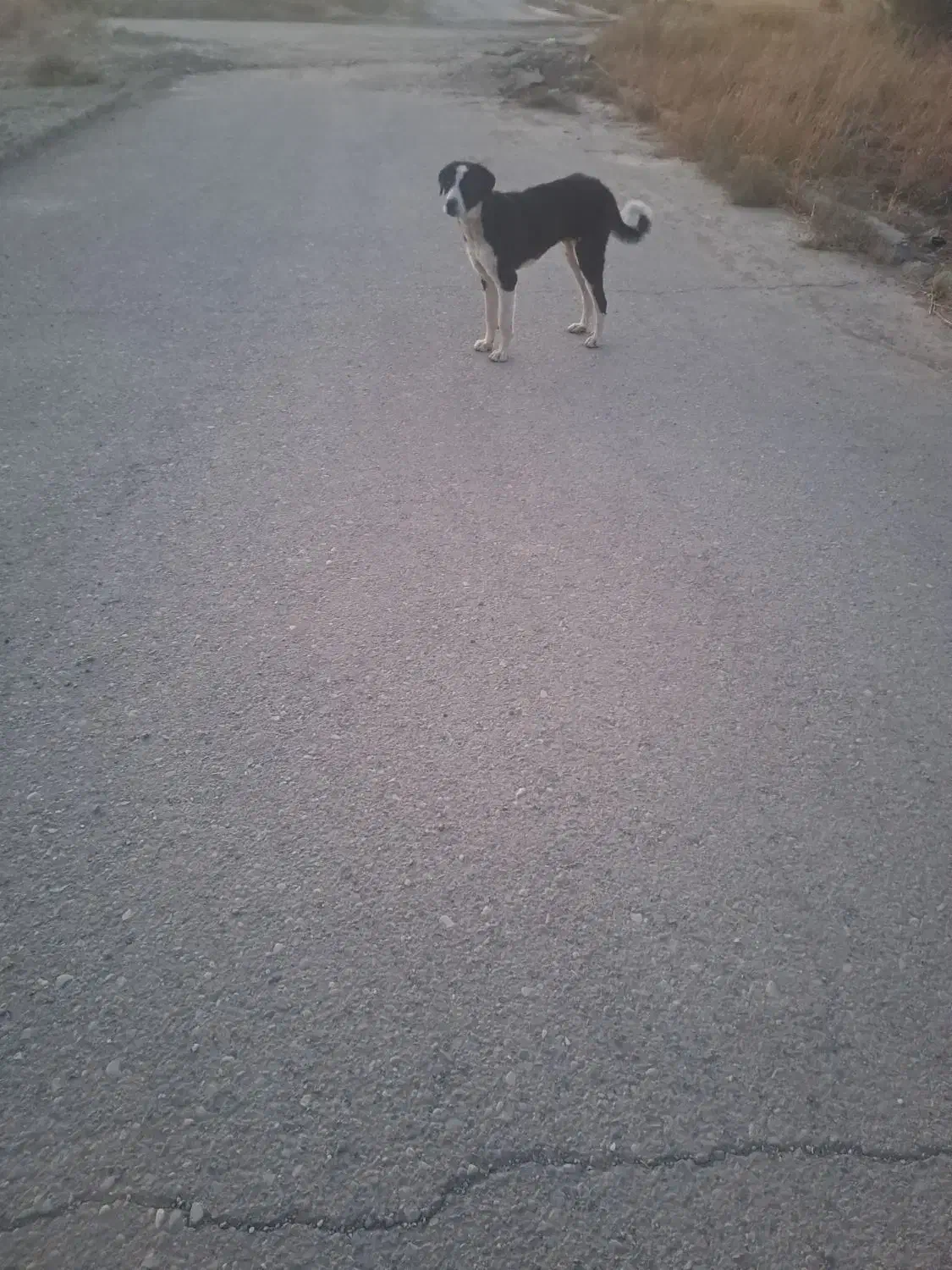 واگذاری سگ خارجی|سگ|گرمسار, |دیوار