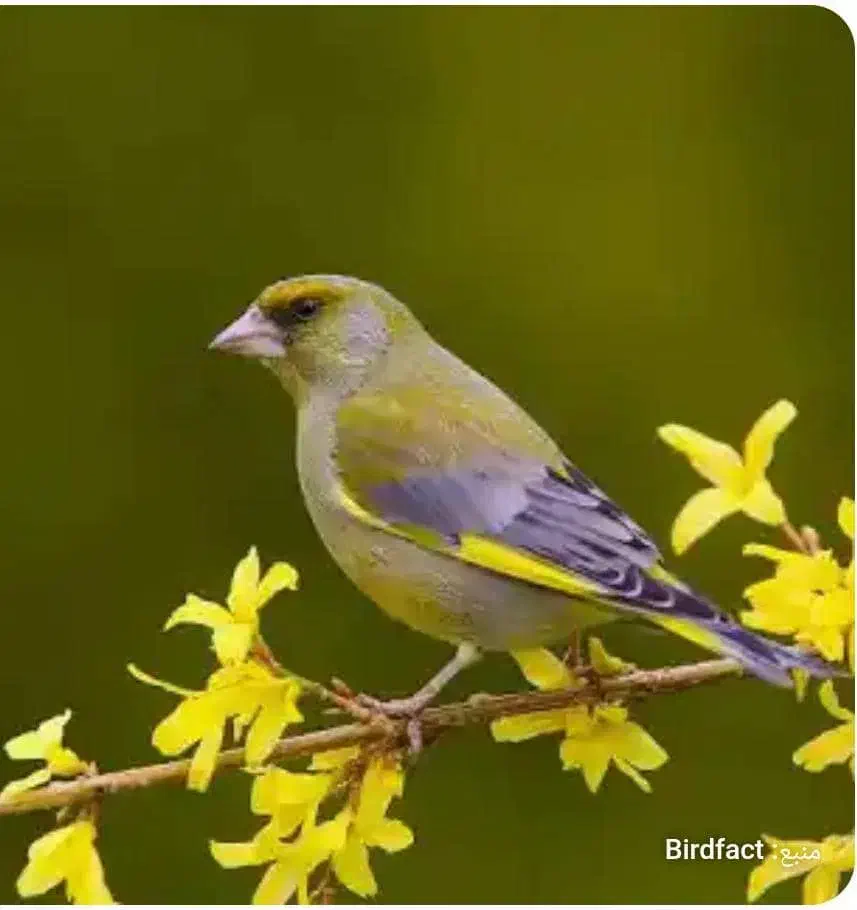 سهره|پرنده|اصفهان, بوستان ناژوان|دیوار